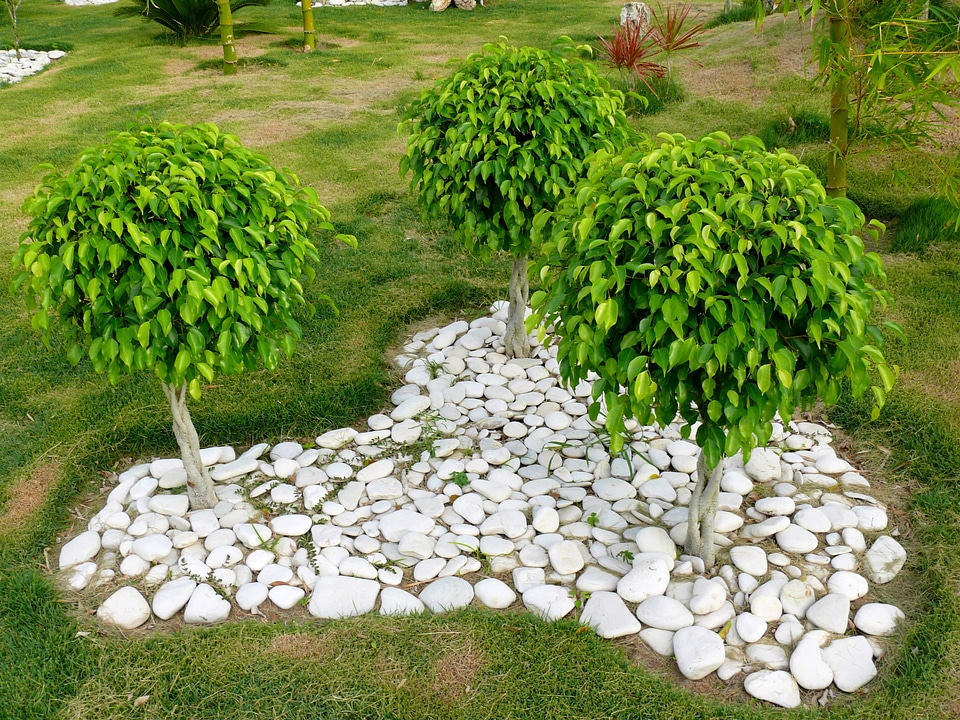 Benjamin plant dominican