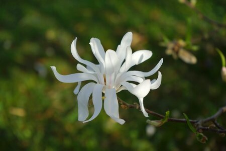 Bloom white ornamental shrub photo