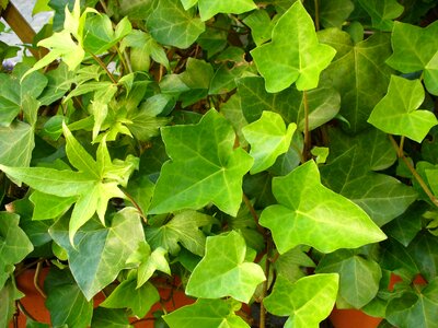 Common ivy climber plant green photo