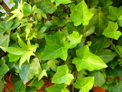 Common ivy climber plant green