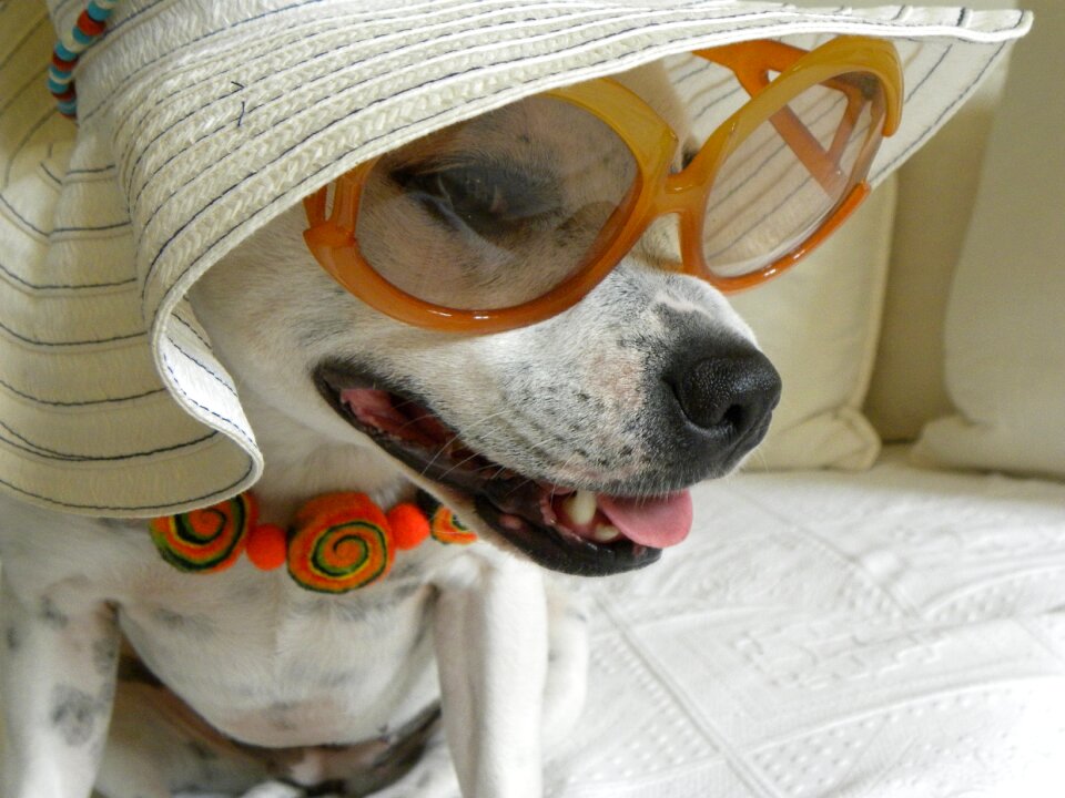 Terrier portrait beauty