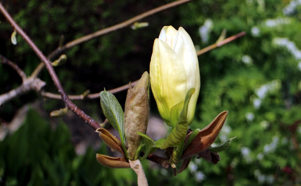 Spring tree white blossom