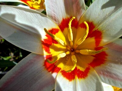 Yellow pistils easter