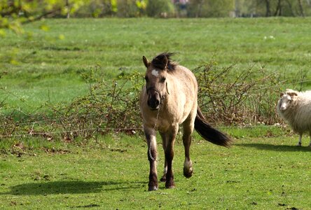 Meadow light brown pasture