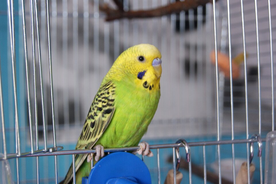 Green bird bird bird in a cage