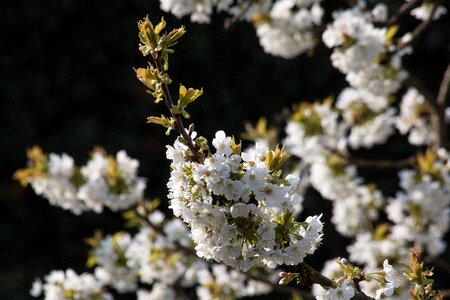 Flowering plant genus prunus roses photo