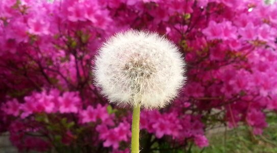 Dandelion flowers spring