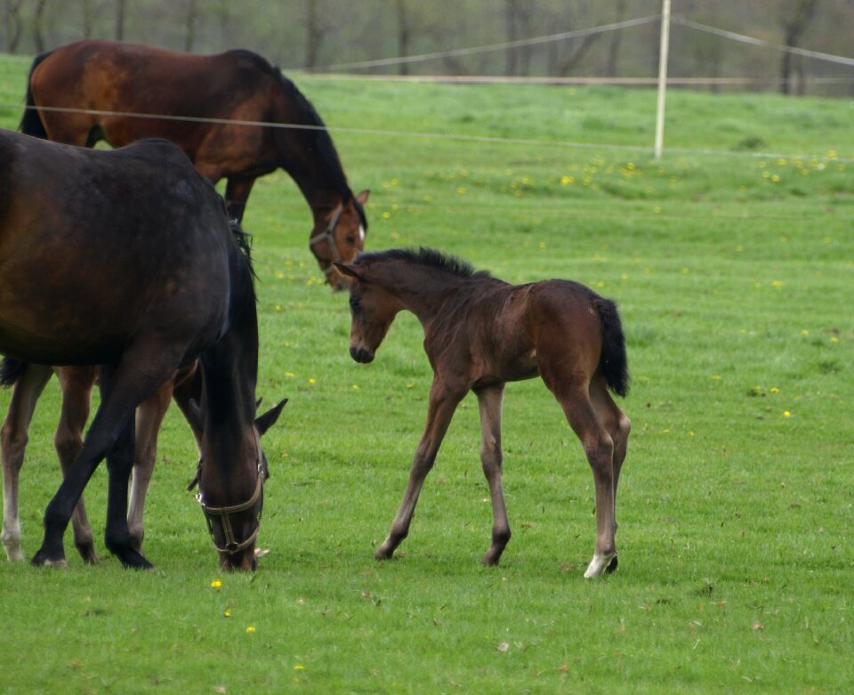 Brown mammal horses