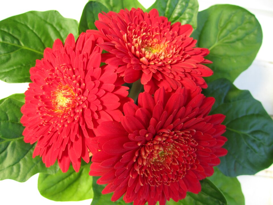 Bloom red garden