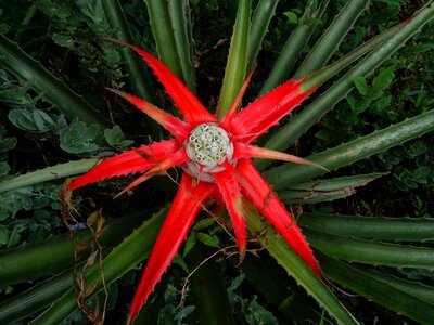 Succulent plant red photo