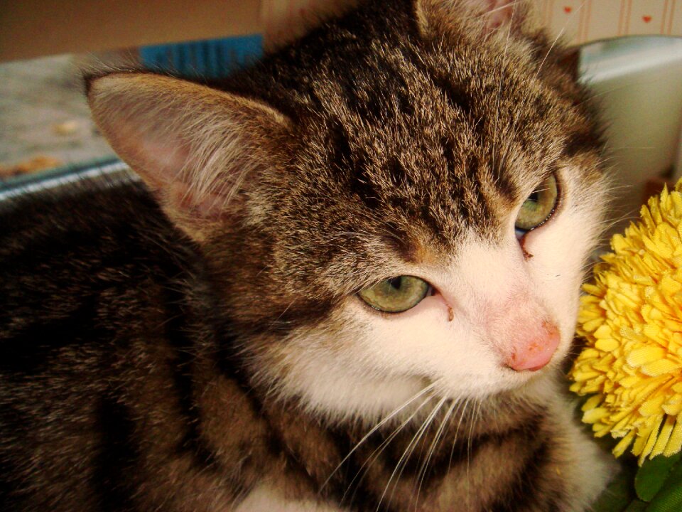 Cat pet Free photos