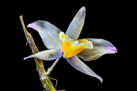 Bloom flower white purple yellow