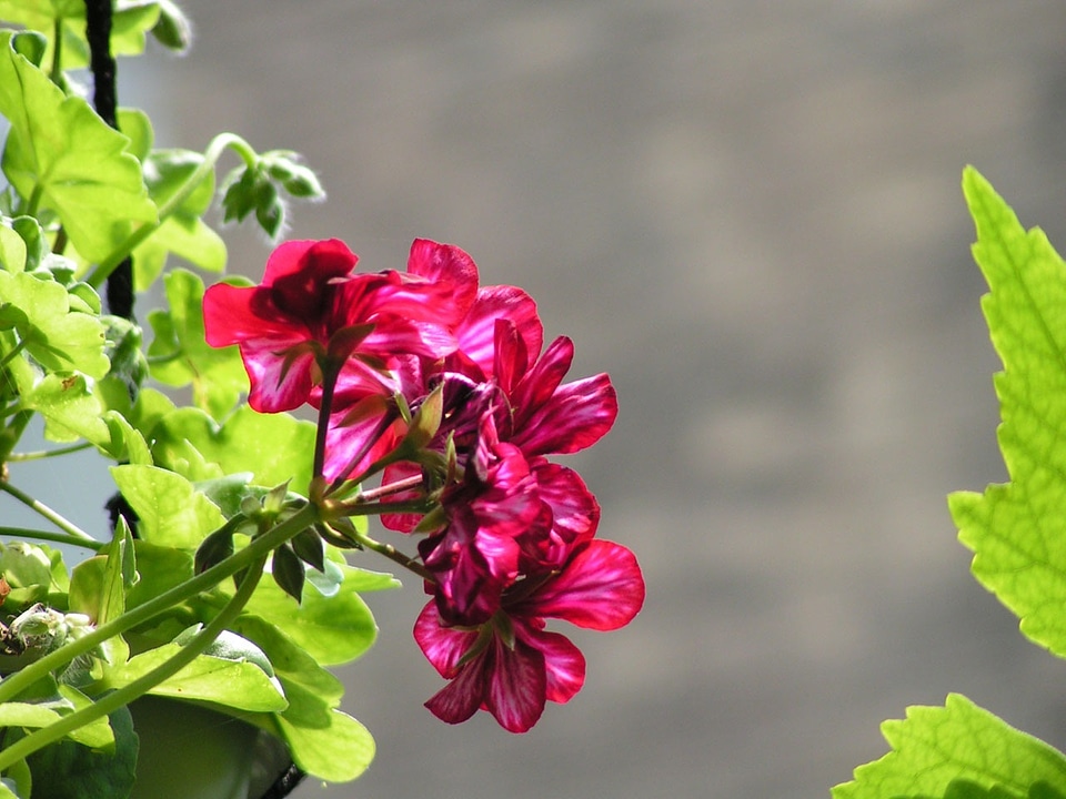 Blossom vining plant