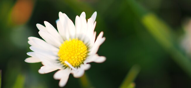 Garden nature spring