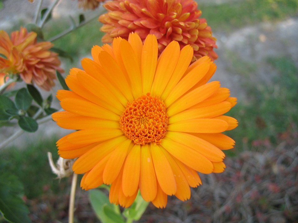 Daisy flower flowers