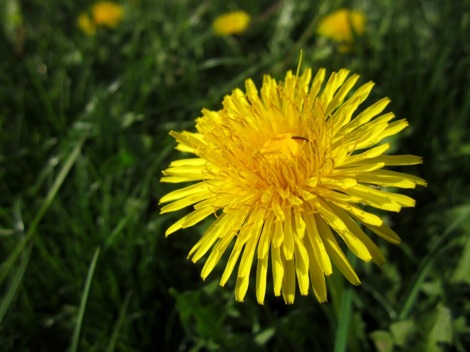 Flower plant yellow