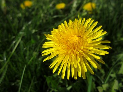 Flower plant yellow