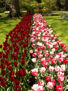 Red holland keukenhof