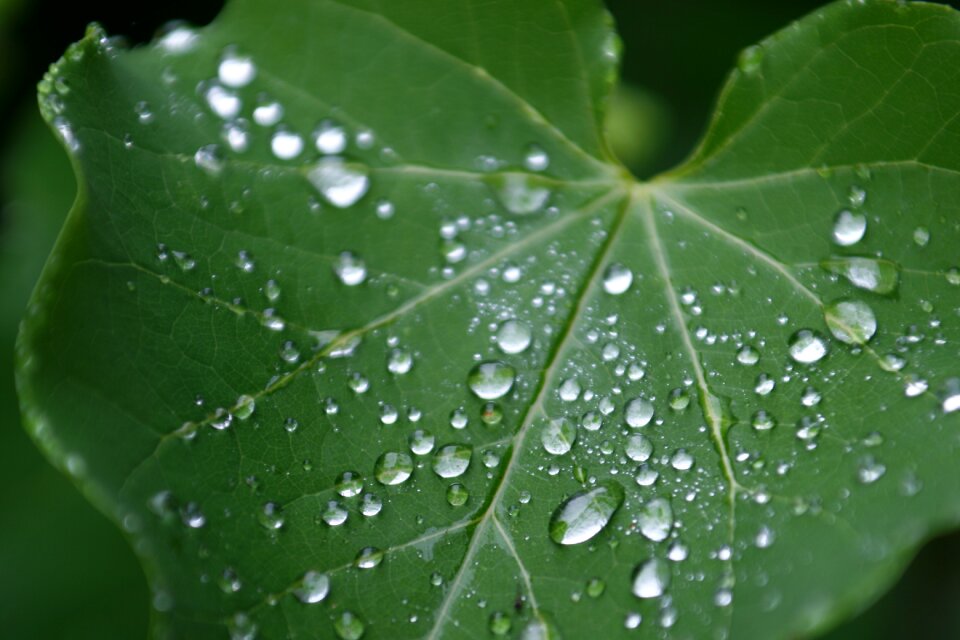 Green nature drops of water