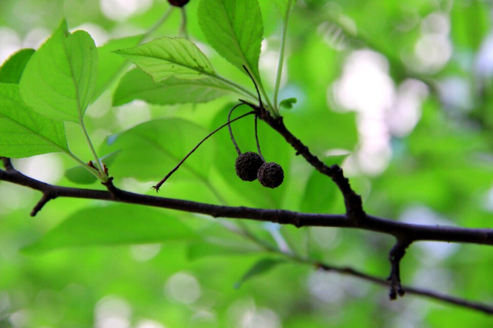 Green leaves flower and fruit of malus fresh