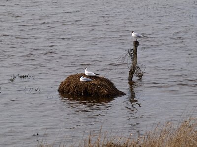 Wetlands water bird