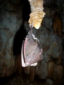 Cave formations stalactites caving photo