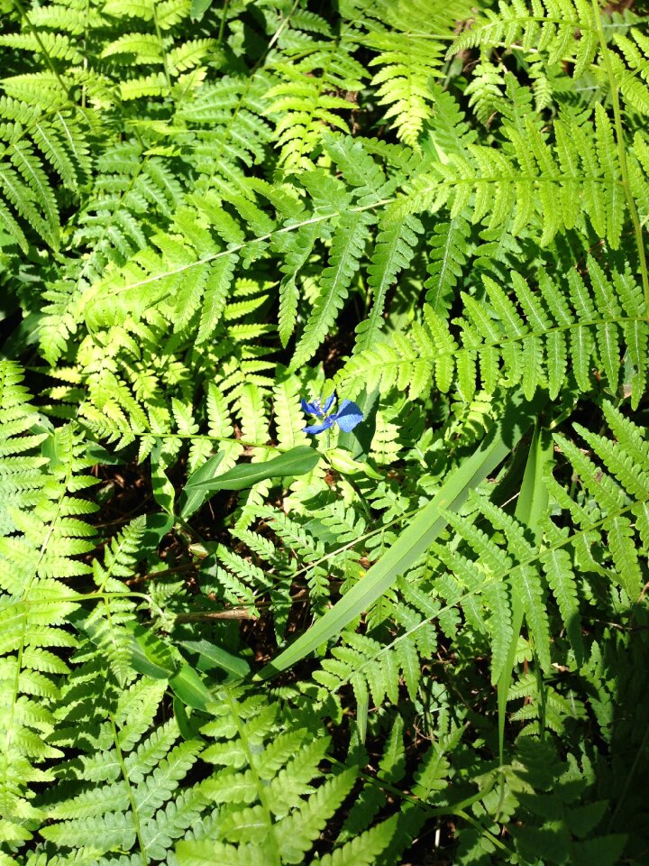 Foliage leaves green