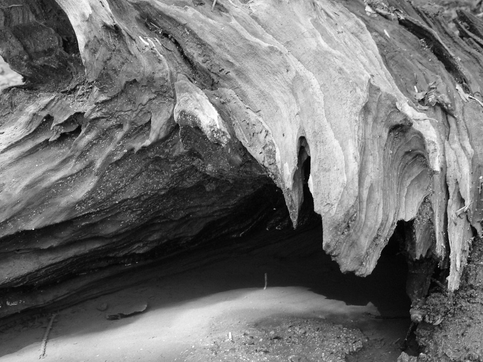 Root wood black and white