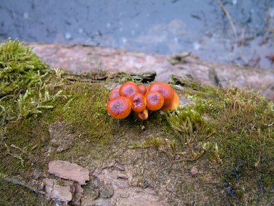 Fungus mushrooms chirren photo