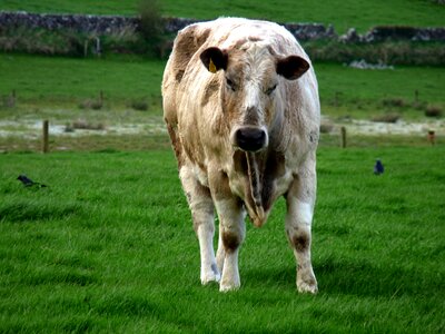 Happy farming eyes