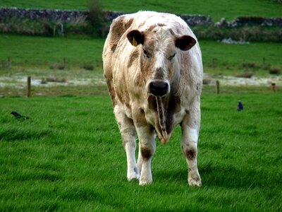 Happy farming eyes photo