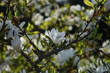 Bloom white ornamental shrub photo