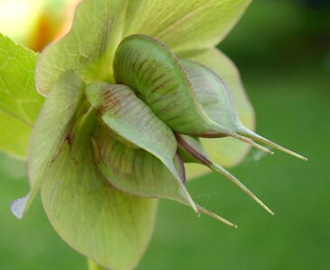 Pods plant green
