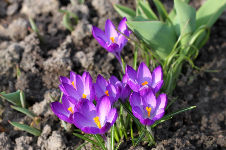 Plant beauty nature