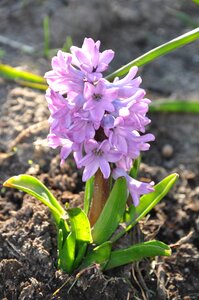 Garden blooming spring