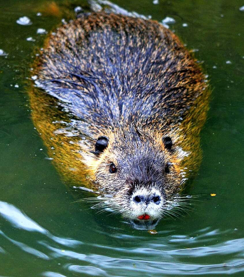 Nutria rodent coypu