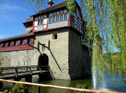Inn water willow tree