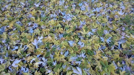 Autumn leaves fall foliage