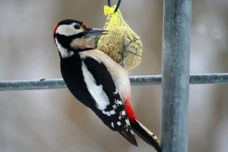 Bird woodpecker feeding