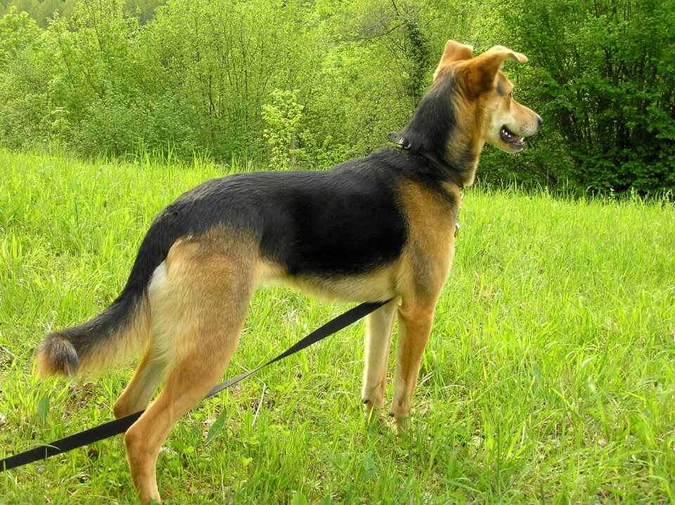 Schäfer dog pets dogs