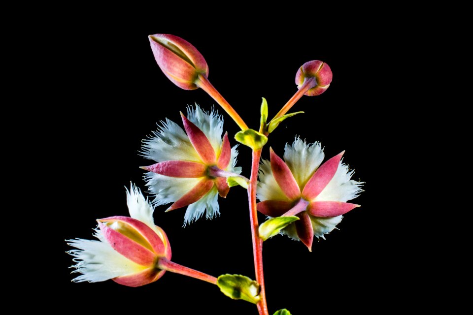 Bloom white flowering twig