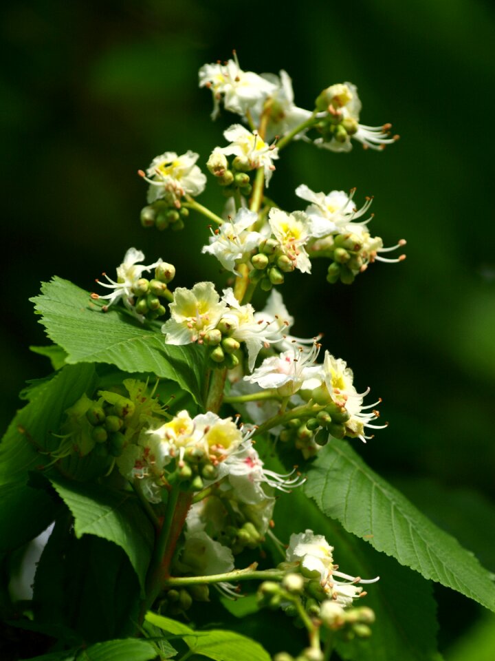 Bloom inflorescence tree