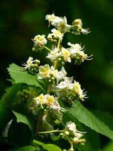 Bloom inflorescence tree