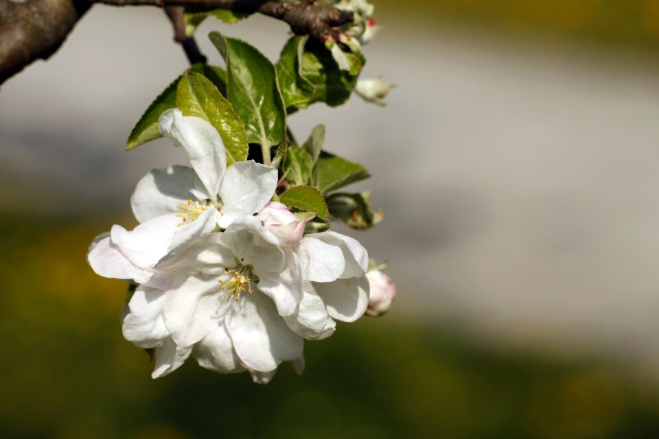 Spring flowering trees flowers