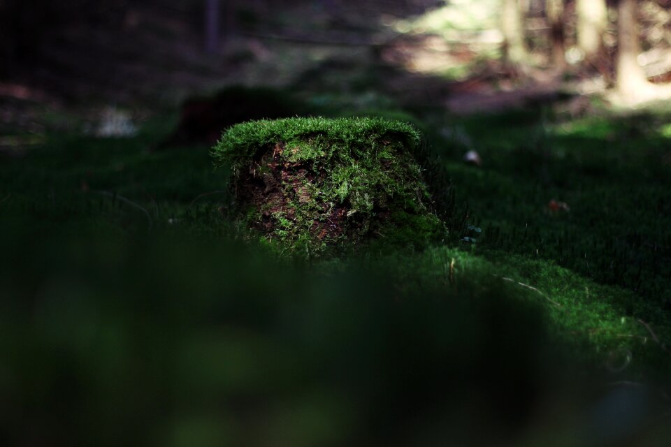 Green brown nature
