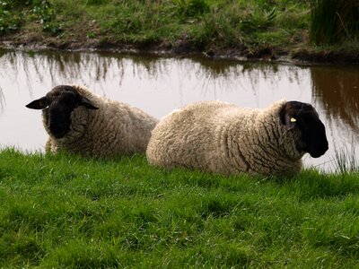 Dike wool rest