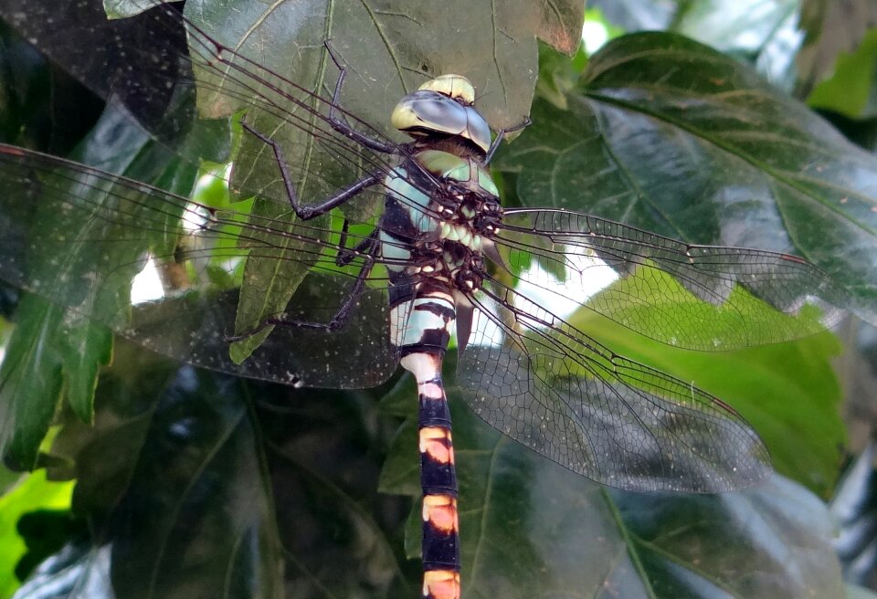 Insect dharwad india