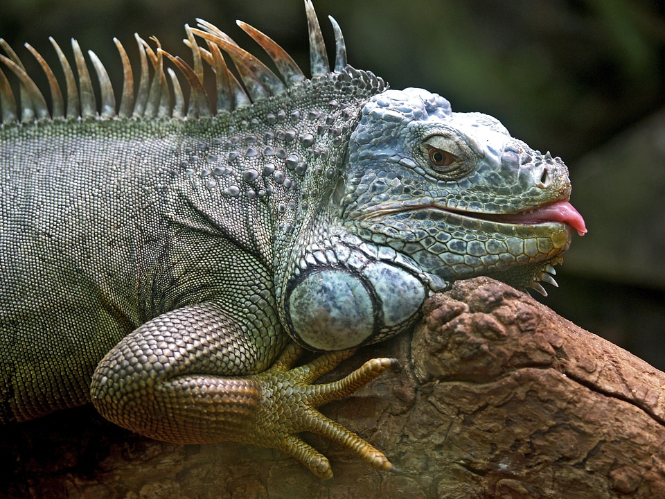 Brazil jungle wildlife