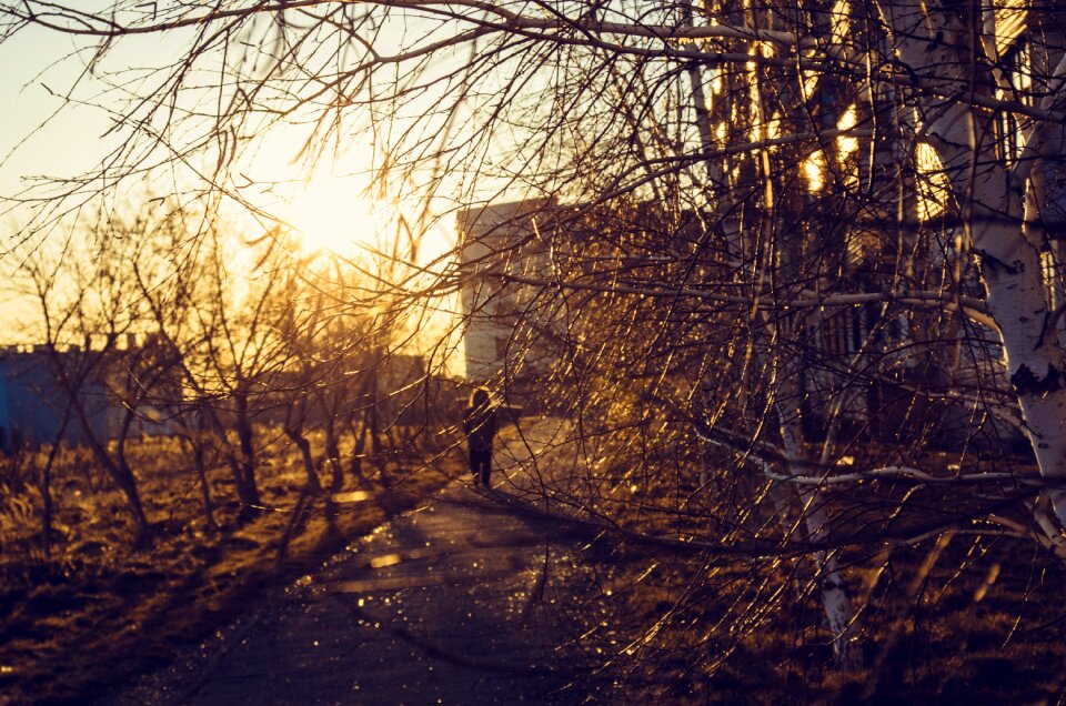 Trees golden hour walking