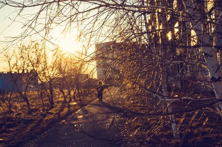 Trees golden hour walking